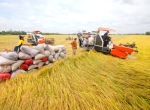Lý do khiến xuất khẩu gạo sang Trung Quốc giảm mạnh?
