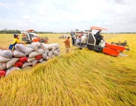 Lý do khiến xuất khẩu gạo sang Trung Quốc giảm mạnh?